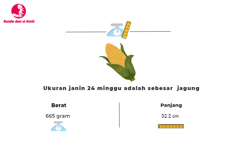 Kehamilan 24 minggu, perkembangan janin, perubahan tubuh, tips kesehatan ibu hamil, Bunda, si Kecil, Ibu Hamil